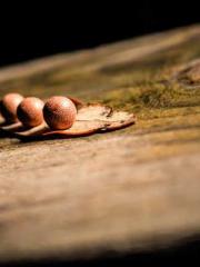 lt;Mr. Bao, Mrs. Bao