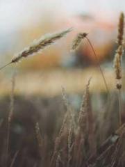 Eternal Sword Ancest