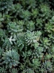 The Realm of the Dao