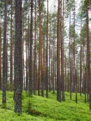 The Return of the Go