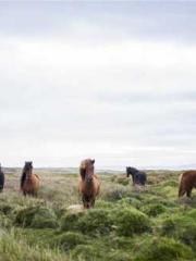 Rebirth of the Super