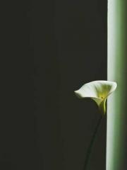 Eternal Sword Ancest