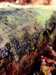 One Night Marriage P