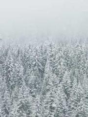 Saintly Gate Venerab