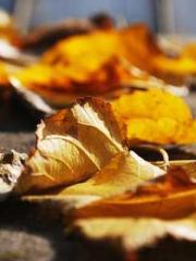 Spring fills Beijing