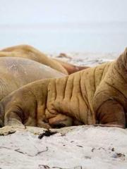 lt;Mr. Bao, Mrs. Bao