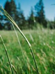 The Return of the Go